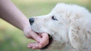 5 Critical Steps to Take Immediately After a Dog Bite to Prevent Rabies